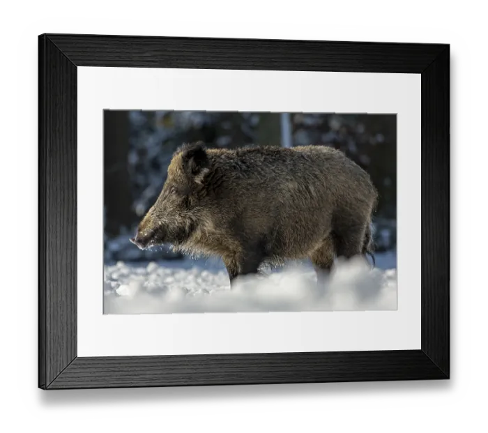 Framed Print : The warming winter sun makes the wild boar (Sus scrofa) tired Framed Print : The warming winter sun makes the wild boar (Sus scrofa) tired