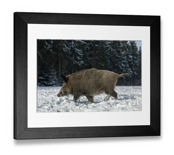 Framed Print : Wild boar (Sus scrofa) foraging in winter Framed Print : Wild boar (Sus scrofa) foraging in winter
