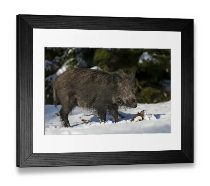 Framed Print : Wild boar (Sus scrofa) in its first winter Framed Print : Wild boar (Sus scrofa) in its first winter