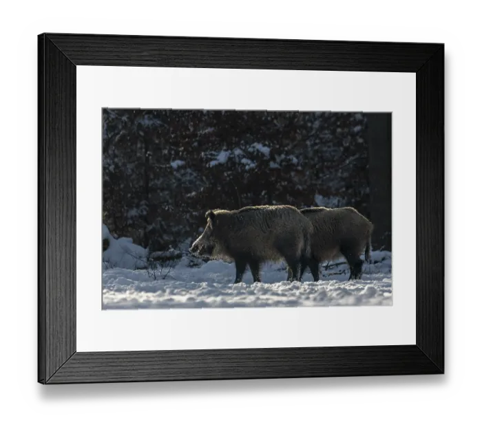 Framed Print : Two wild boar (Sus scrofa) in winter on a forest meadow Framed Print : Two wild boar (Sus scrofa) in winter on a forest meadow