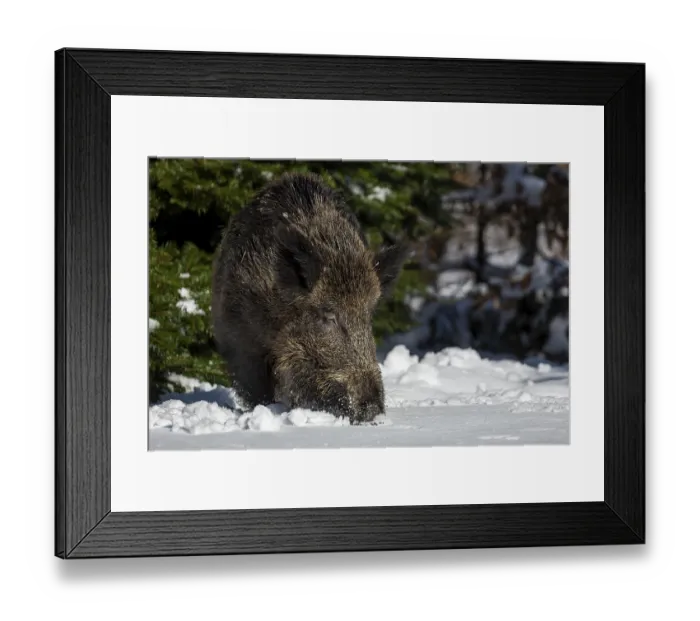 Framed Print : A wild boar (Sus scrofa) has left its daytime den in the best daylight and is looking for food in the fresh snow Framed Print : A wild boar (Sus scrofa) has left its daytime den in the best daylight and is looking for food in the fresh snow