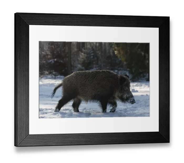Framed Print : A wild boar (Sus scrofa) running across a snowy forest meadow Framed Print : A wild boar (Sus scrofa) running across a snowy forest meadow