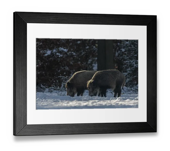 Framed Print : Two wild boar (Sus scrofa) foraging in the snow Framed Print : Two wild boar (Sus scrofa) foraging in the snow
