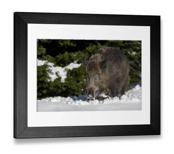 Framed Print : A wild boar (Sus scrofa) in about 15cm of fresh snow Framed Print : A wild boar (Sus scrofa) in about 15cm of fresh snow