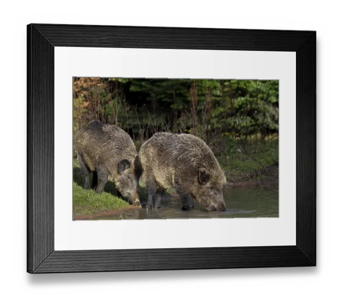 Framed Print : Two wild boar (Sus scrofa) visit a small pond in the forest in the late afternoon to drink Framed Print : Two wild boar (Sus scrofa) visit a small pond in the forest in the late afternoon to drink