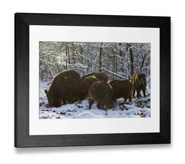 Framed Print : A herd of wild boar (Sus scrofa) searches for beechnuts under the snow between beech leaves Framed Print : A herd of wild boar (Sus scrofa) searches for beechnuts under the snow between beech leaves