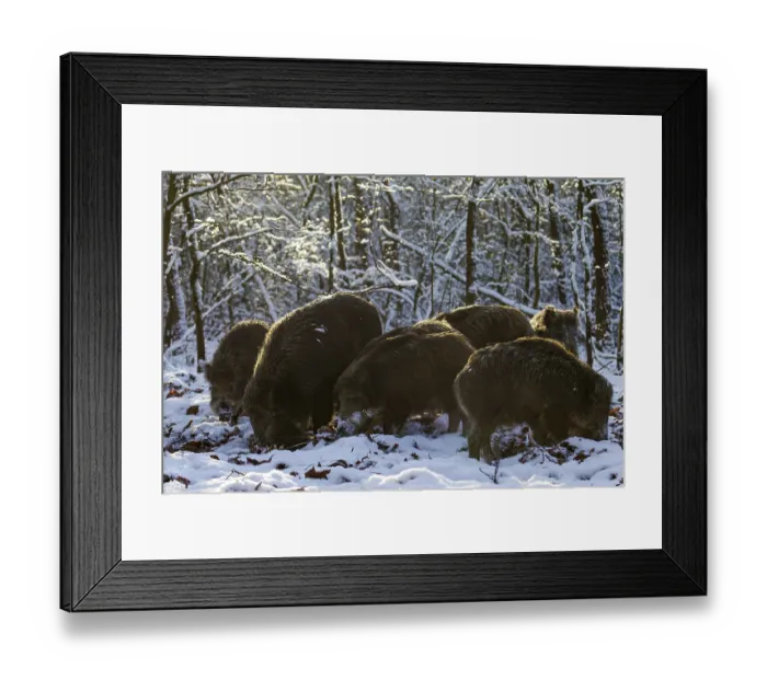 Framed Print : In the last light of the evening sun
