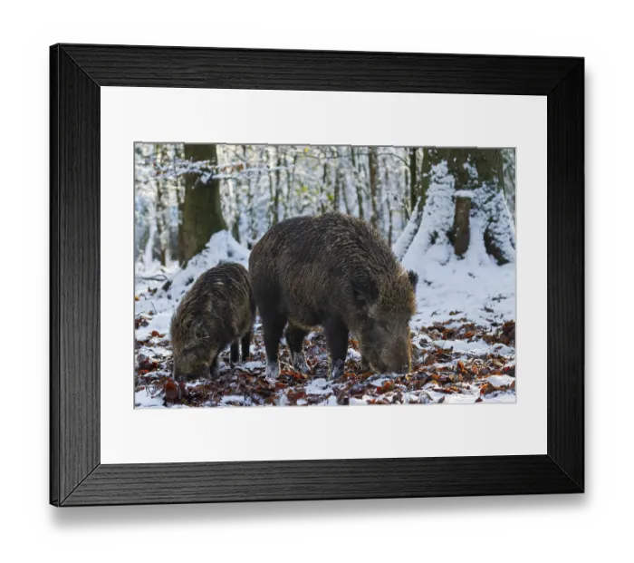 Framed Print : A wild boar (Sus scrofa) searches for food in the beech leaves with a young boar from the previous year