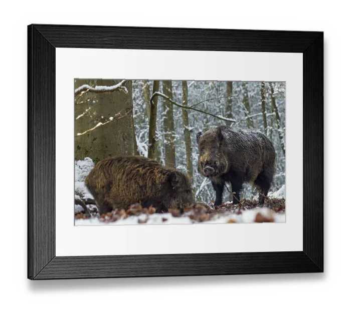 Framed Print : A strong wild boar (Sus scrofa) approaches a herd of wild boar with young boars during the mating season Framed Print : A strong wild boar (Sus scrofa) approaches a herd of wild boar with young boars during the mating season