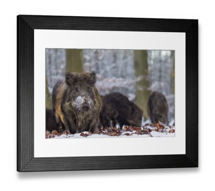 Framed Print : Wild boar (Sus scrofa) foraging in the snow