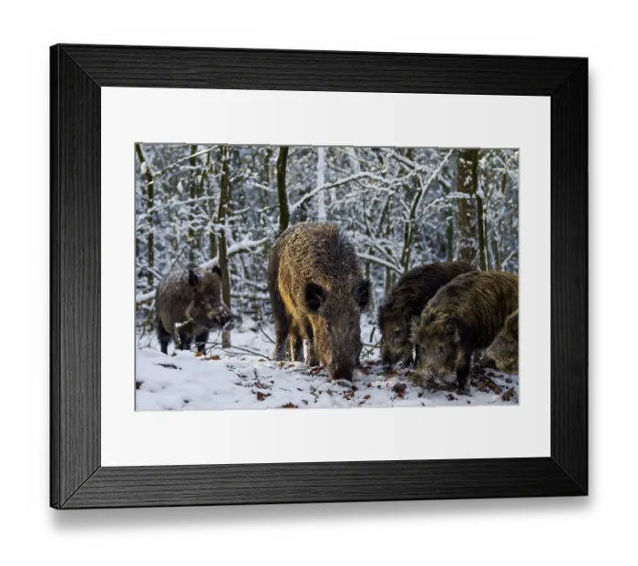 Framed Print : While a wild boar (Sus scrofa) and its young boar are looking for food Framed Print : While a wild boar (Sus scrofa) and its young boar are looking for food