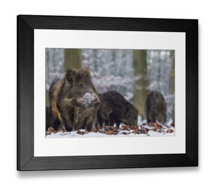 Framed Print : Wild boar (Sus scrofa) in winter, snow, Germany Framed Print : Wild boar (Sus scrofa) in winter, snow, Germany