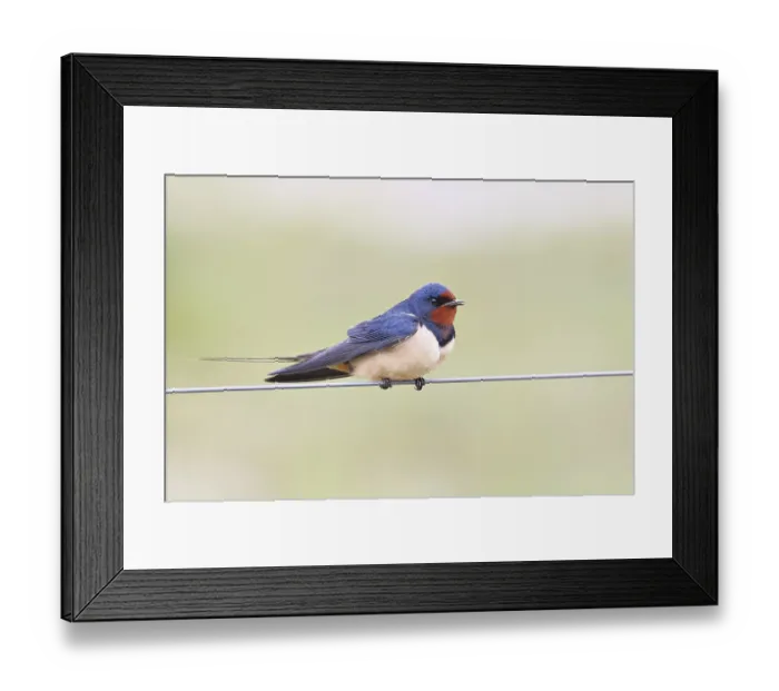 Framed Print : Barn Swallow (Hirundo rustica) sitting on a pasture fence