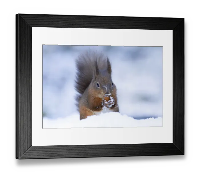 Framed Print : Red squirrel (Sciurus vulgaris) adult animal eating a nut in snow in winter Framed Print : Red squirrel (Sciurus vulgaris) adult animal eating a nut in snow in winter
