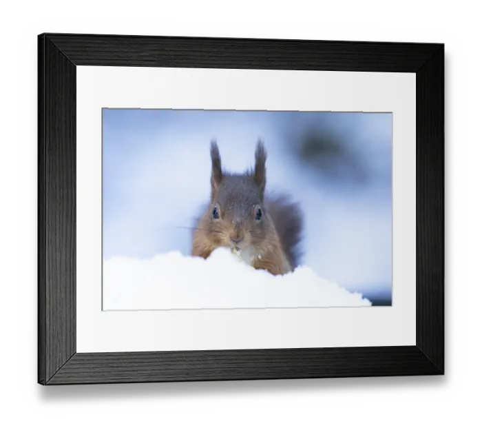 Framed Print : Red squirrel (Sciurus vulgaris) adult animal eating a nut in snow in winter