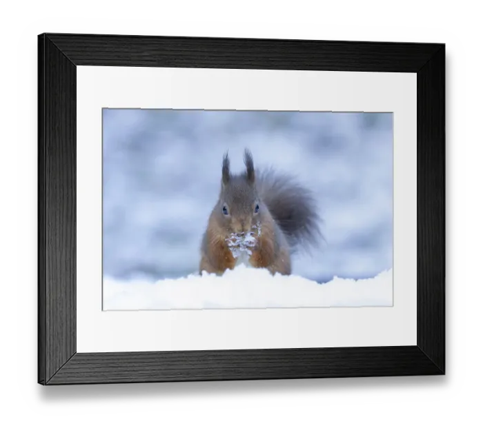 Framed Print : Red squirrel (Sciurus vulgaris) adult animal feeding on a nut in snow in winter