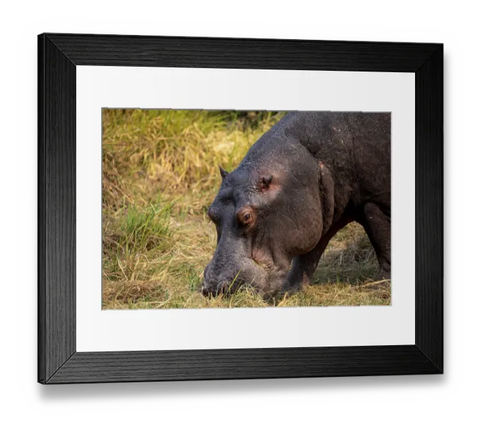 Framed Print : Hippopotamus (Hippopatamus amphibius)