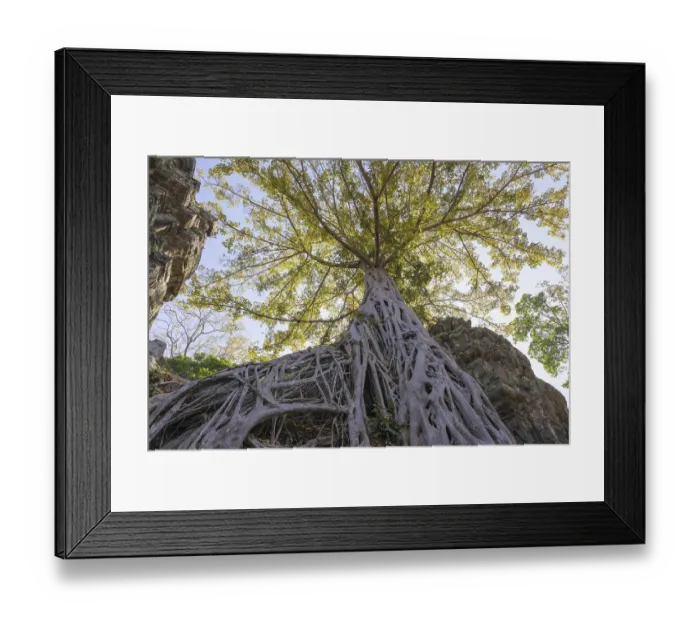 Framed Print : Tetrameles (Tetrameles nudiflora) Framed Print : Tetrameles (Tetrameles nudiflora)