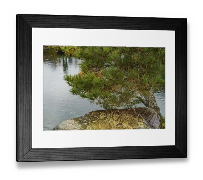 Framed Print : Green tree and rocks at a pond in a Japanese garden Framed Print : Green tree and rocks at a pond in a Japanese garden