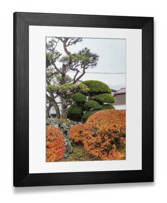 Framed Print : Japanese garden with bonsai trees and colorful autumn leaves