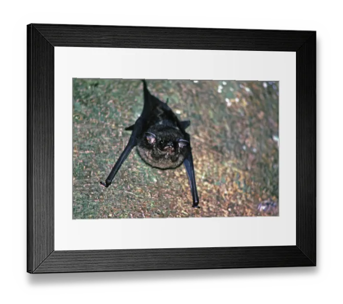 Framed Print : Bat, Amazon region near Iquitos Framed Print : Bat, Amazon region near Iquitos