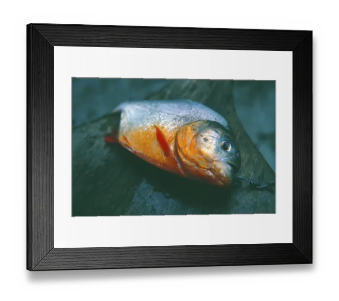 Framed Print : Dead piranha, Amazon region near Iquitos Framed Print : Dead piranha, Amazon region near Iquitos