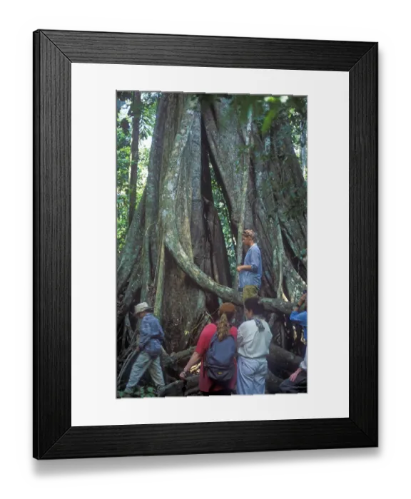 Framed Print : Travel group in front of giant trees in Tambopata National Park in the Amazon Basin Framed Print : Travel group in front of giant trees in Tambopata National Park in the Amazon Basin