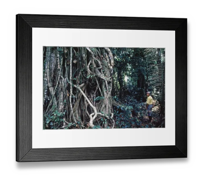 Framed Print : Roots, jungle, man, Amazon region near Iquitos