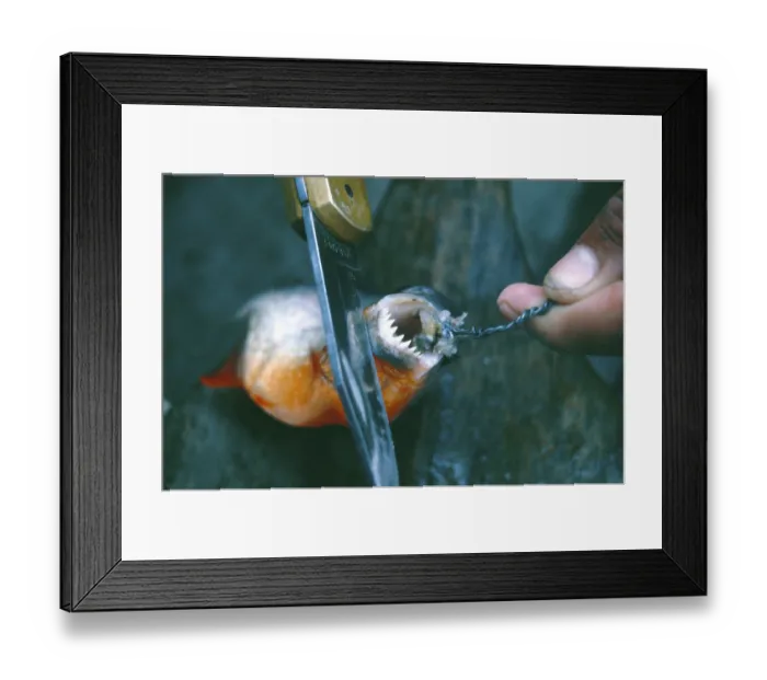 Framed Print : A piranha caught at Iquitos shows his teeth Framed Print : A piranha caught at Iquitos shows his teeth