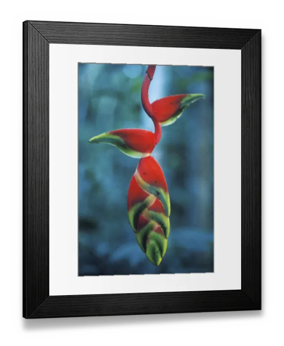 Framed Print : Colourful bloom in Tambopata National Park in the Amazon Basin