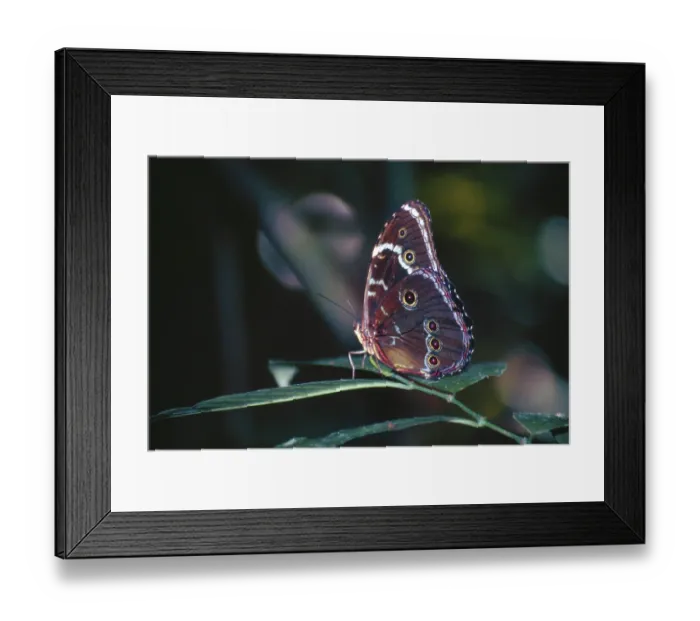 Framed Print : Butterfly in Tambopata National Park in the Amazon basin