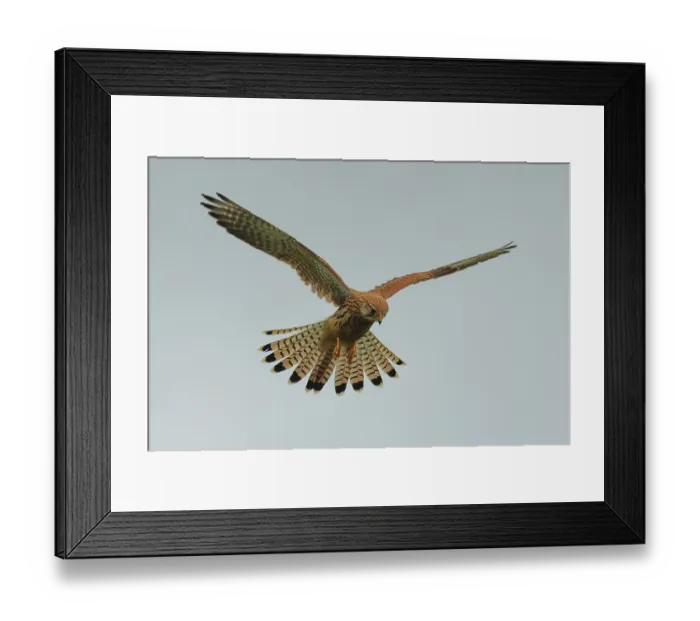 Framed Print : Kestrel, Falco tinnunculus, shaking