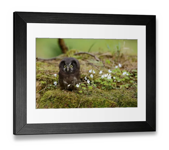 Framed Print : Roughfoot owl, Aegolius funerius