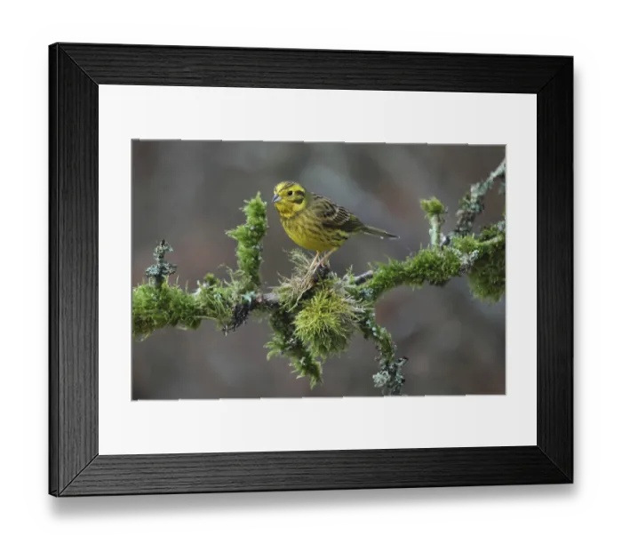 Framed Print : Yellowhammer, Emberiza eitrinella Framed Print : Yellowhammer, Emberiza eitrinella