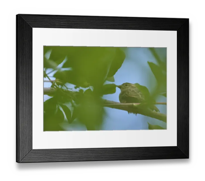 Framed Print : Breeches bee (Dasypoda hirtipes) sitting on a marigold flower (Calendula)