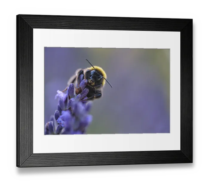 Framed Print : Ground bumblebee (Bombus terrestris) collecting nectar in lavender (Lavendula)