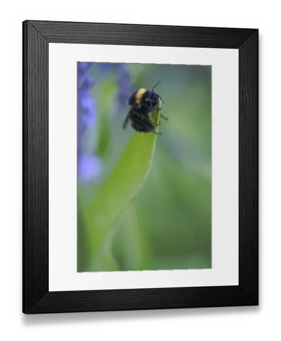 Framed Print : Meadow bumblebee (Bombus pratorum) Framed Print : Meadow bumblebee (Bombus pratorum)