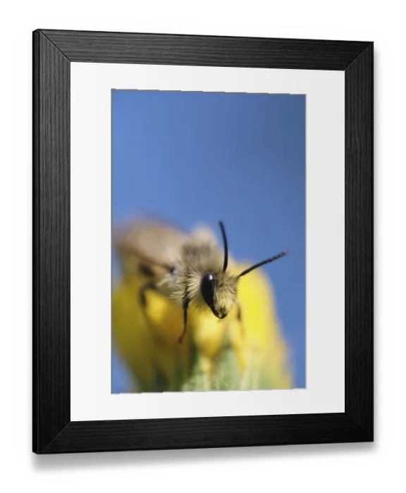 Framed Print : Breeches bee (Dasypoda hirtipes) sitting on a marigold flower (Calendula)