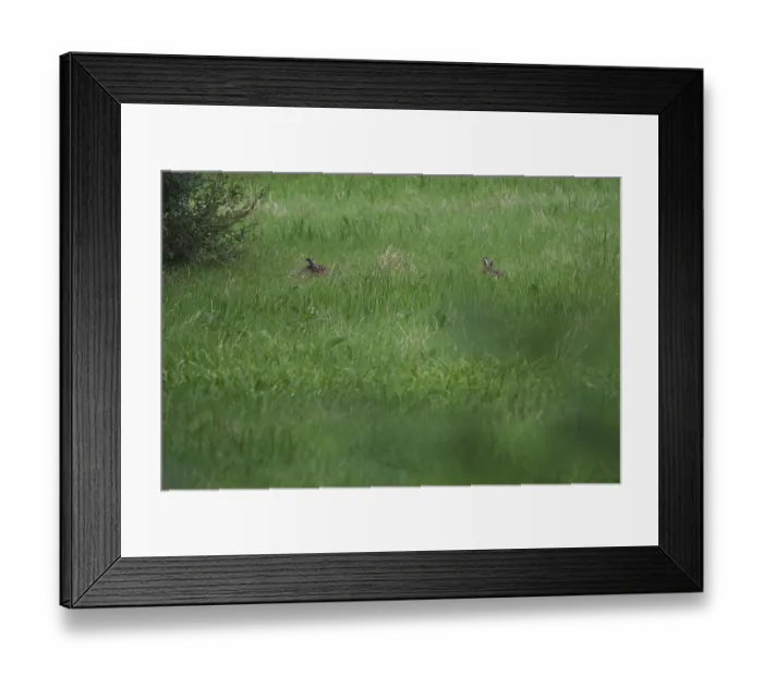 Framed Print : European hare (Lepus europaeus) in a meadow