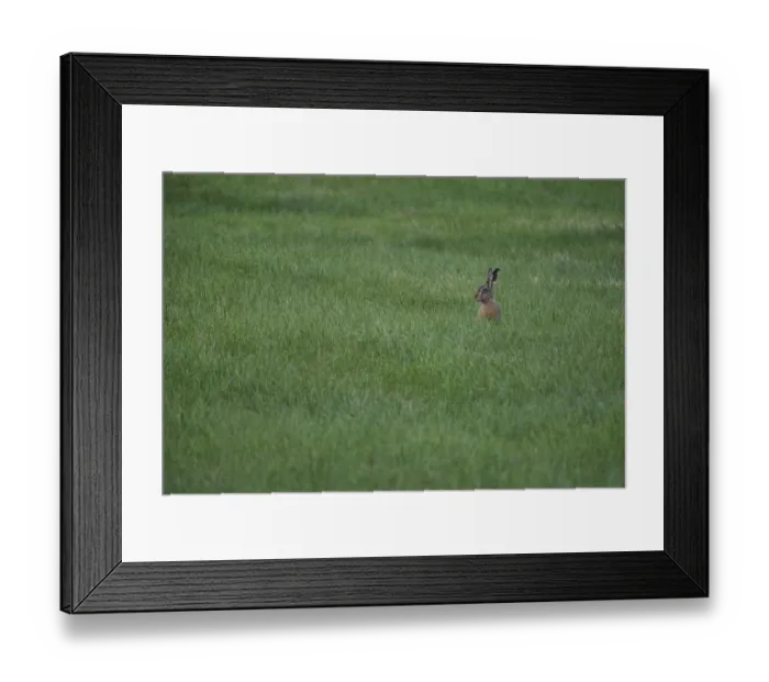Framed Print : European hare (Lepus europaeus) in a meadow