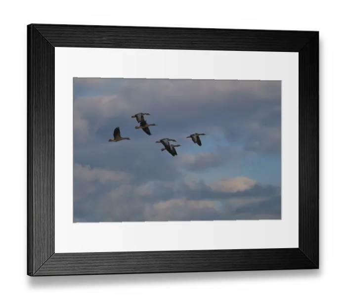 Framed Print : Small flock of greylag geese (Anser anser)