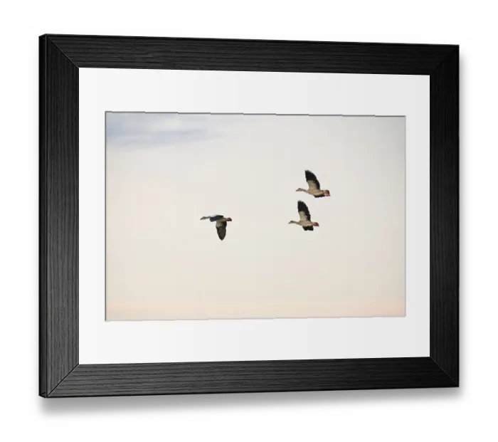 Framed Print : Egyptian geese (Alopochen aegyptiaca) Framed Print : Egyptian geese (Alopochen aegyptiaca)