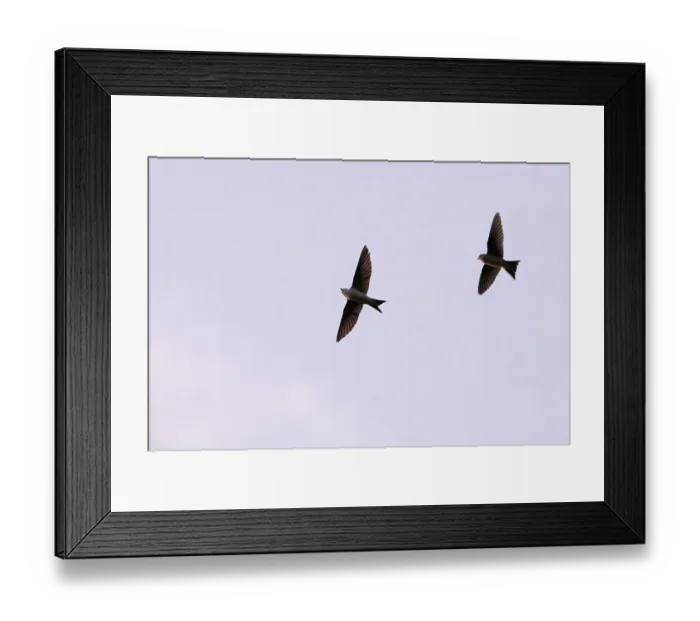 Framed Print : House martins (Delichon urbicum) Framed Print : House martins (Delichon urbicum)
