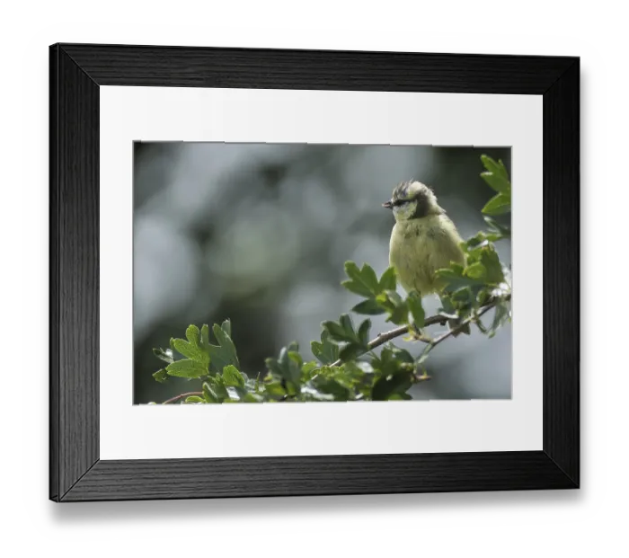Framed Print : Young blue tit (Cyanistes caeruleus) Framed Print : Young blue tit (Cyanistes caeruleus)