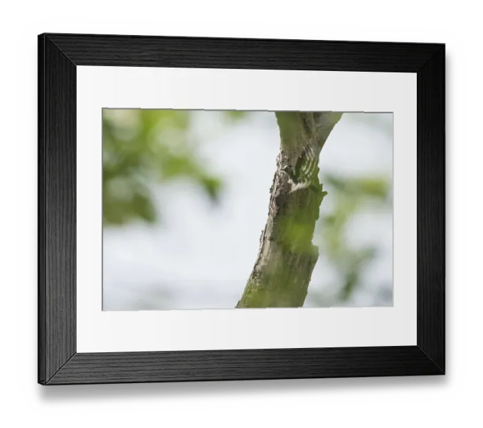 Framed Print : Lesser spotted woodpecker (Dendrocopos minor) Framed Print : Lesser spotted woodpecker (Dendrocopos minor)