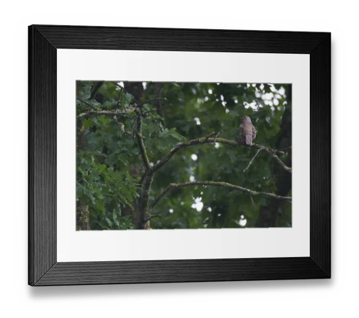 Framed Print : Song thrush (Turdus philomelos) Framed Print : Song thrush (Turdus philomelos)