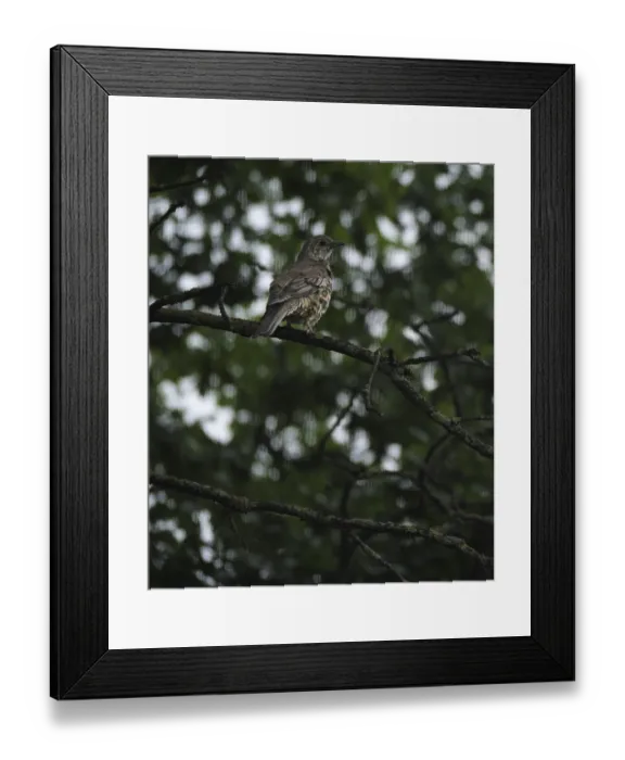 Framed Print : Song thrush (Turdus philomelos)