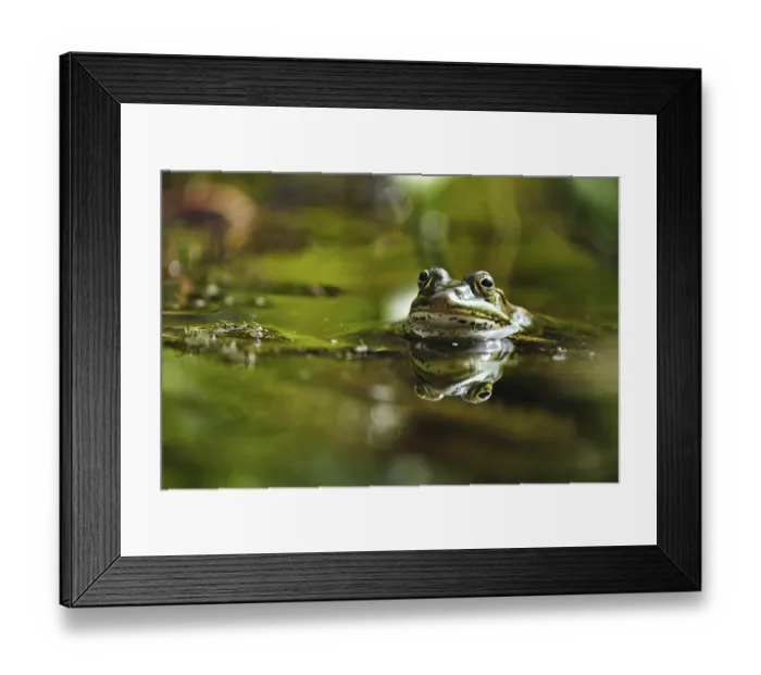 Framed Print : Edible Frog (Pelophylax cl. esculentus) Framed Print : Edible Frog (Pelophylax cl. esculentus)