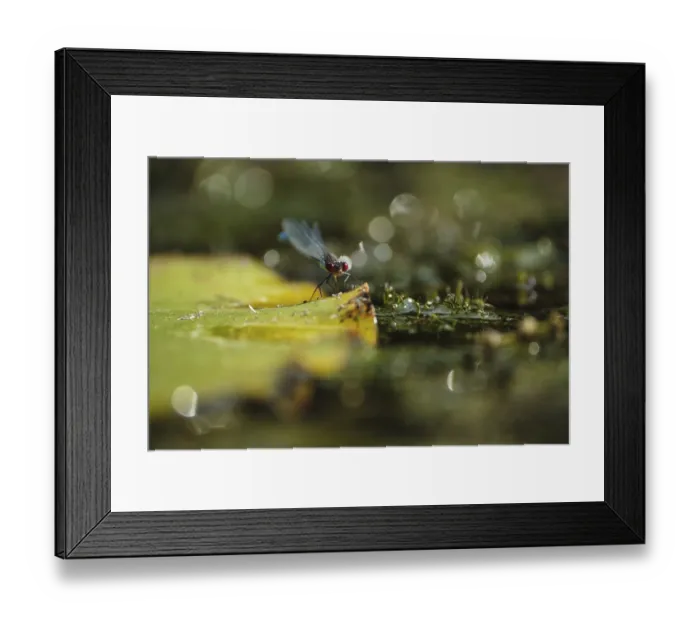 Framed Print : Small Red-eyed Damselfly (Erythromma viridulum) Framed Print : Small Red-eyed Damselfly (Erythromma viridulum)