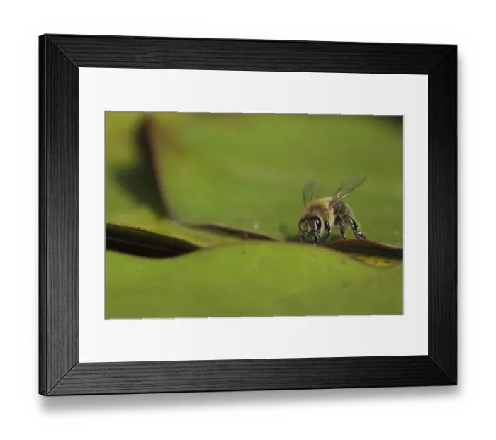 Framed Print : Honey bee (Apis mellifera) drinking